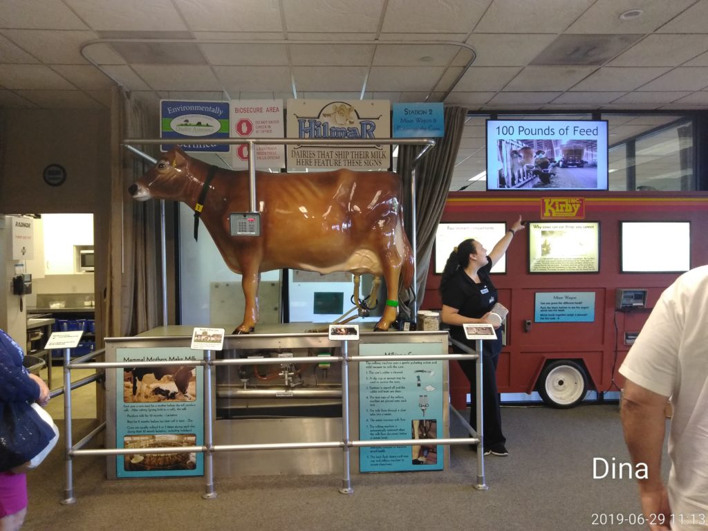 A woman standing next to a fake cow in a store.