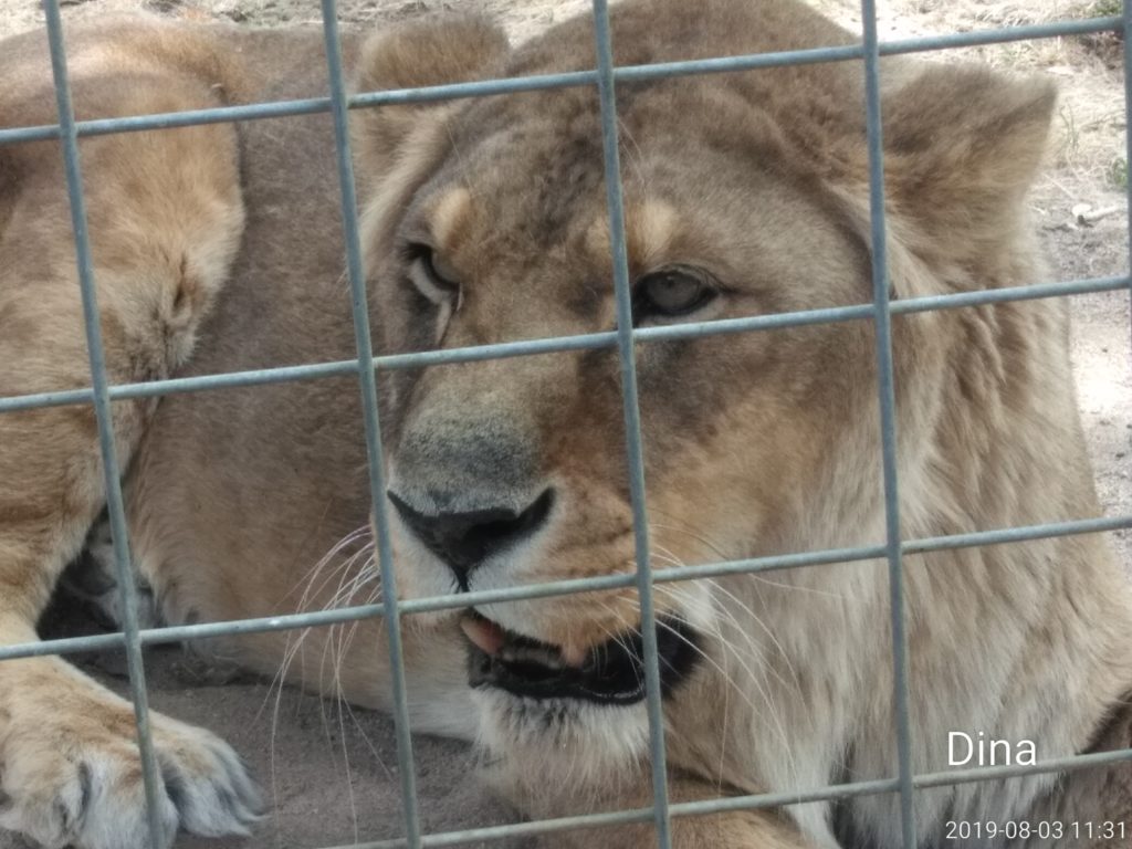 A lion is looking through the bars of his cage.